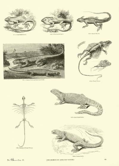 Pagina uit Het Picturale Museum van Geanimeerde Natuur door English School