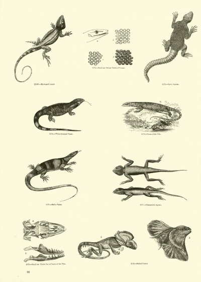 Pagina uit Het Picturale Museum van Geanimeerde Natuur door English School