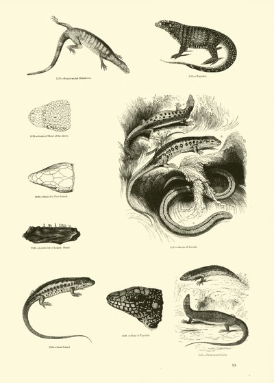 Pagina uit Het Picturale Museum van Geanimeerde Natuur door English School