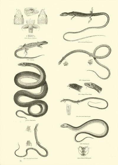 Pagina uit Het Picturale Museum van Geanimeerde Natuur door English School