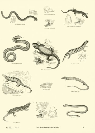 Pagina uit Het Picturale Museum van Geanimeerde Natuur door English School