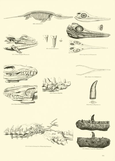 Pagina uit Het Picturale Museum van Geanimeerde Natuur door English School