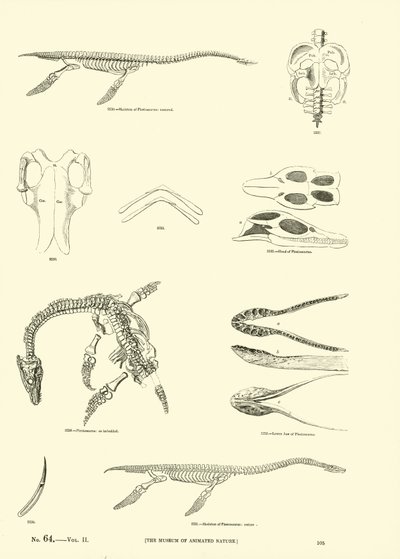 Pagina uit Het Picturale Museum van Geanimeerde Natuur door English School