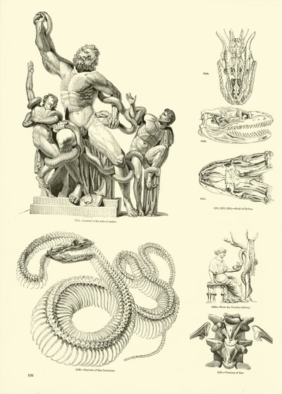 Pagina uit Het Picturale Museum van Geanimeerde Natuur door English School