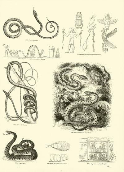 Pagina uit Het Picturale Museum van Geanimeerde Natuur door English School