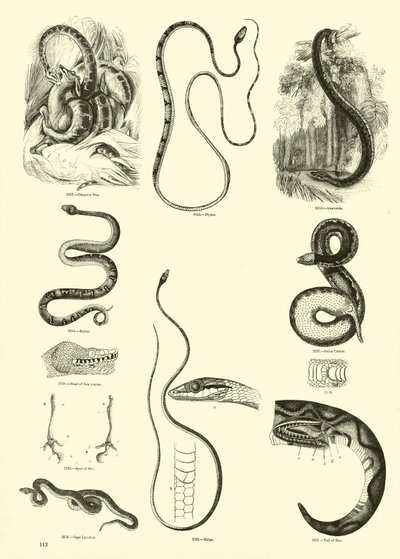 Pagina uit Het Picturale Museum van Geanimeerde Natuur door English School