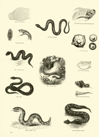 Pagina uit Het Picturale Museum van Geanimeerde Natuur door English School