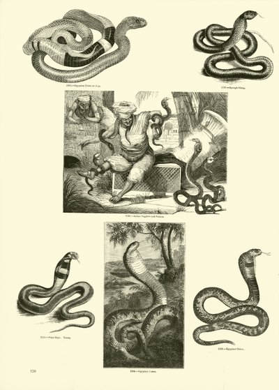 Pagina uit Het Picturale Museum van Geanimeerde Natuur door English School