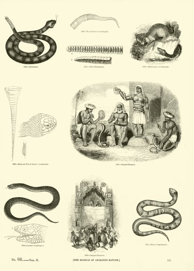 Pagina uit Het Picturale Museum van Geanimeerde Natuur door English School