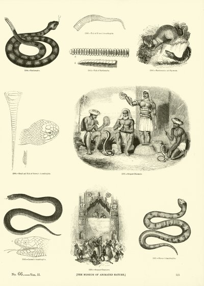 Pagina uit Het Picturale Museum van Geanimeerde Natuur door English School