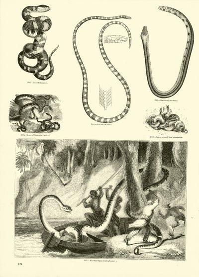 Pagina uit Het Picturale Museum van Geanimeerde Natuur door English School