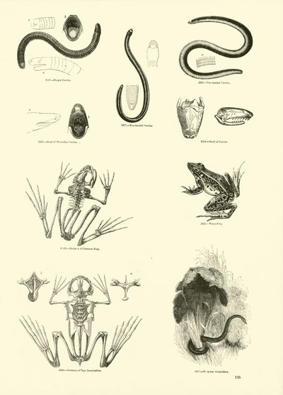 Pagina uit Het Picturale Museum van Geanimeerde Natuur door English School