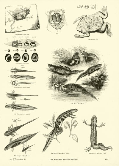 Pagina uit Het Picturale Museum van Geanimeerde Natuur door English School