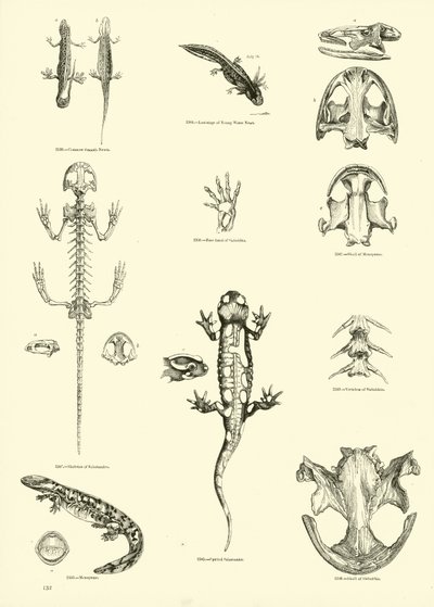 Pagina uit Het Picturale Museum van Geanimeerde Natuur door English School