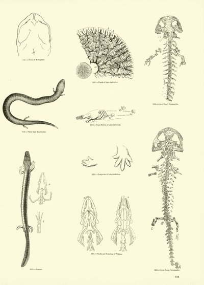 Pagina uit Het Picturale Museum van Geanimeerde Natuur door English School