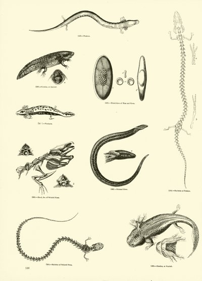 Pagina uit Het Picturale Museum van Geanimeerde Natuur door English School