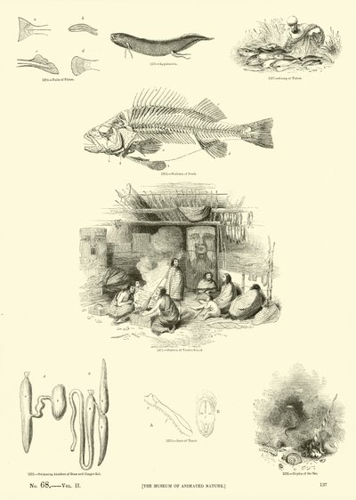 Pagina uit Het Picturale Museum van Geanimeerde Natuur door English School