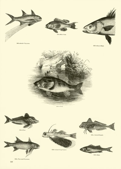 Pagina uit Het Picturale Museum van Geanimeerde Natuur door English School