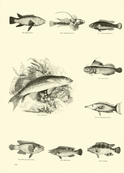 Pagina uit Het Picturale Museum van Geanimeerde Natuur door English School