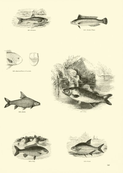 Pagina uit Het Picturale Museum van Geanimeerde Natuur door English School