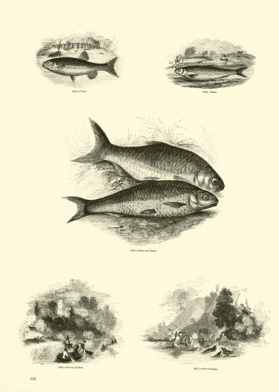 Pagina uit Het Picturale Museum van Geanimeerde Natuur door English School