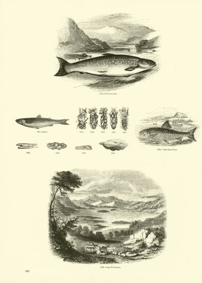 Pagina uit Het Picturale Museum van Geanimeerde Natuur door English School