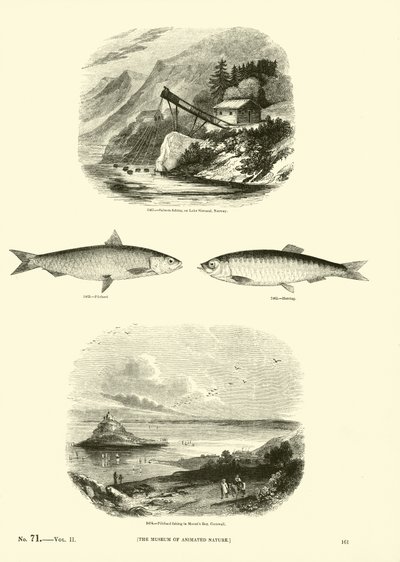 Pagina uit Het Picturale Museum van Geanimeerde Natuur door English School
