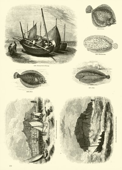 Pagina uit Het Picturale Museum van Geanimeerde Natuur door English School