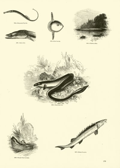 Pagina uit Het Picturale Museum van Geanimeerde Natuur door English School
