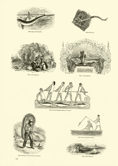Pagina uit Het Picturale Museum van Geanimeerde Natuur door English School