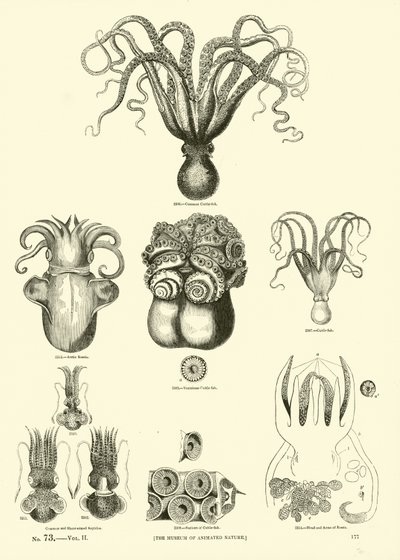 Pagina uit Het Picturale Museum van Geanimeerde Natuur door English School