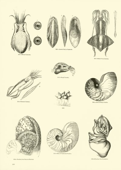 Pagina uit Het Picturale Museum van Geanimeerde Natuur door English School