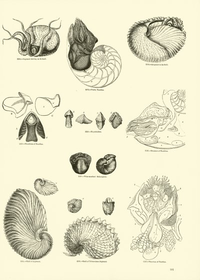 Pagina uit Het Picturale Museum van Geanimeerde Natuur door English School