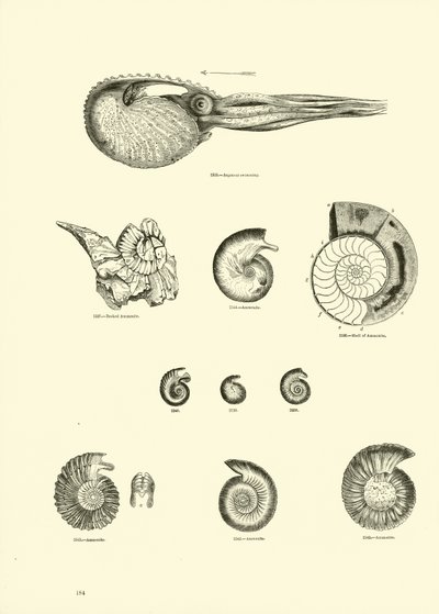 Pagina uit Het Picturale Museum van Geanimeerde Natuur door English School