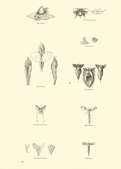 Pagina uit Het Picturale Museum van Geanimeerde Natuur door English School