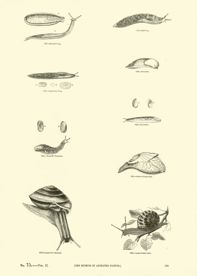 Pagina uit Het Picturale Museum van Geanimeerde Natuur door English School