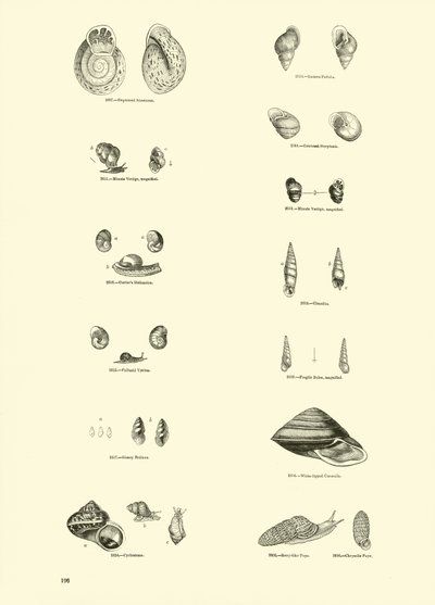 Pagina uit Het Picturale Museum van Geanimeerde Natuur door English School
