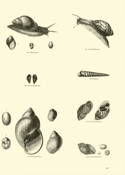 Pagina uit Het Picturale Museum van Geanimeerde Natuur door English School