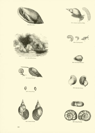 Pagina uit Het Picturale Museum van Geanimeerde Natuur door English School