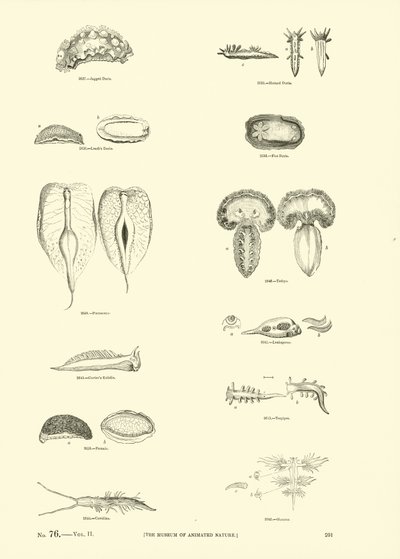 Pagina uit Het Picturale Museum van Geanimeerde Natuur door English School