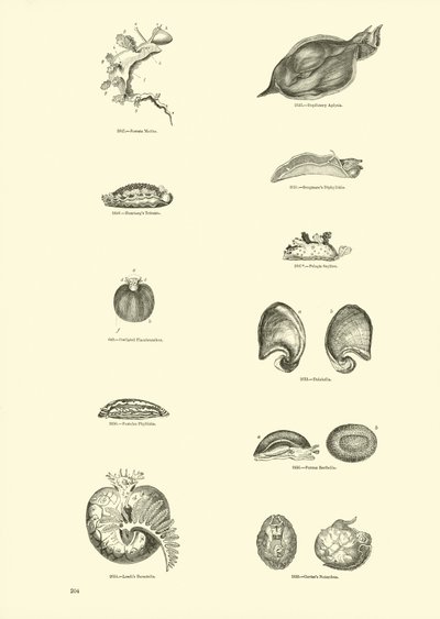 Pagina uit Het Picturale Museum van Geanimeerde Natuur door English School