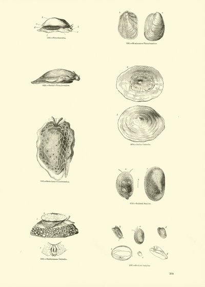 Pagina uit Het Picturale Museum van Geanimeerde Natuur door English School