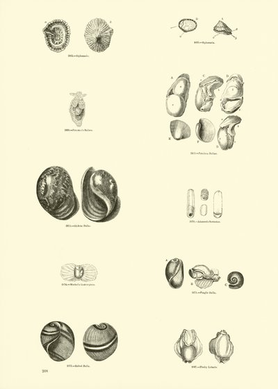 Pagina uit Het Picturale Museum van Geanimeerde Natuur door English School