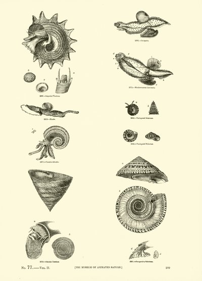 Pagina uit Het Picturale Museum van Geanimeerde Natuur door English School