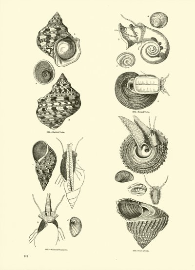 Pagina uit Het Picturale Museum van Geanimeerde Natuur door English School