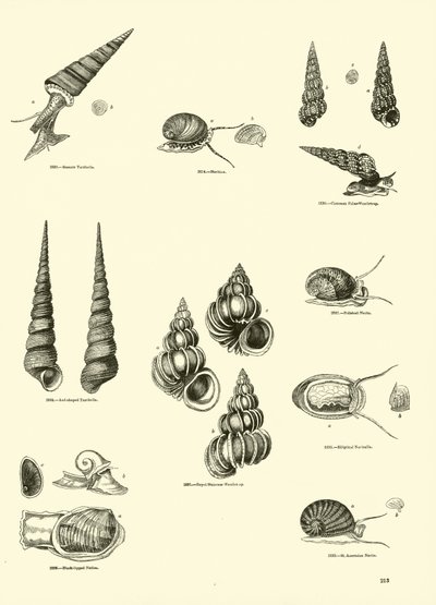 Pagina uit Het Picturale Museum van Geanimeerde Natuur door English School