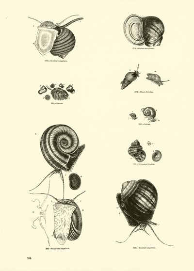 Pagina uit Het Picturale Museum van Geanimeerde Natuur door English School