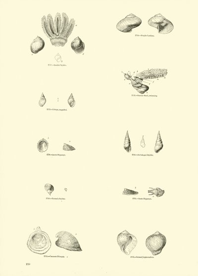 Pagina uit Het Picturale Museum van Geanimeerde Natuur door English School