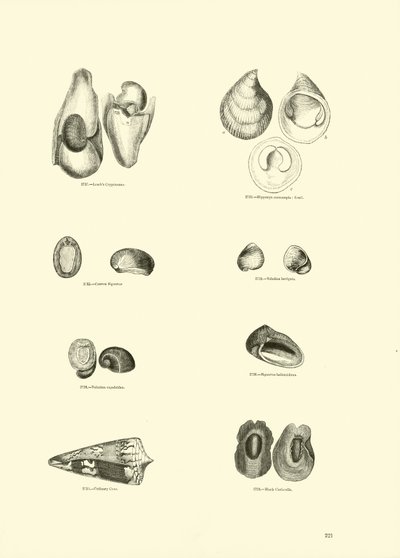 Pagina uit Het Picturale Museum van Geanimeerde Natuur door English School