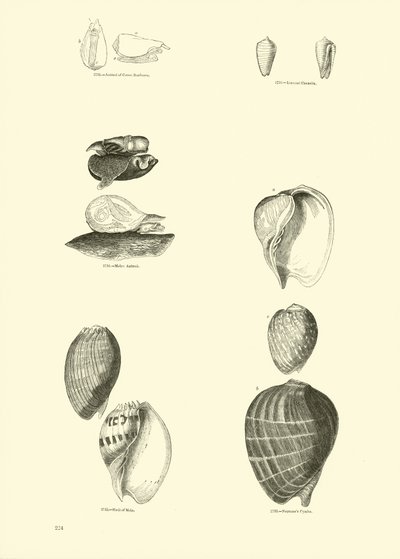 Pagina uit Het Picturale Museum van Geanimeerde Natuur door English School
